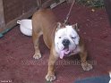 Mannuthy-Thrissur-Dog-Show-2011 (35)